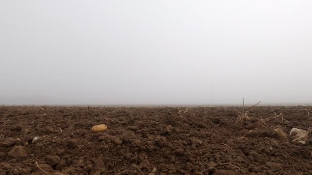 Timelapse Foggy Morning Very Low Perspective Potatoe Focus — Stockvideo