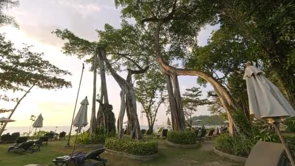 Piękna Rain Forest Beach Podczas Zachodu Słońca Dolly Kamery Drzewie — Wideo stockowe