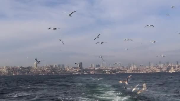 Flock Seagulls Flying Backwash Boat Sailing Bosphorus Istanbul Turkey Pov — Stockvideo
