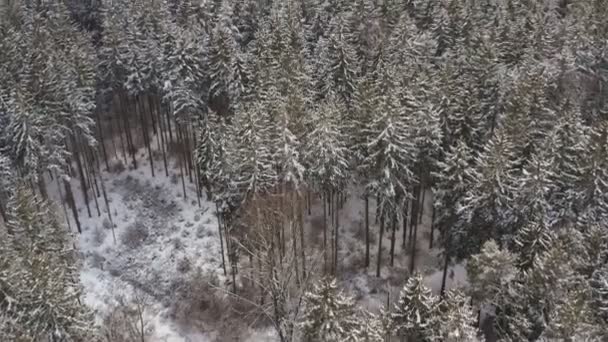 Winter Aerial Smooth Flight Snow Covered Fir Trees White Forest — Stockvideo