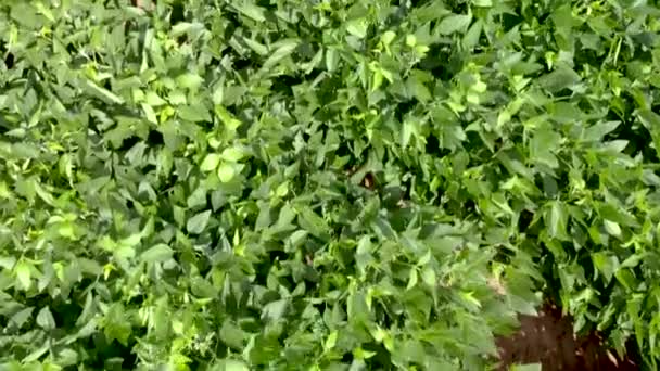 緑の大豆畑の空撮 — ストック動画