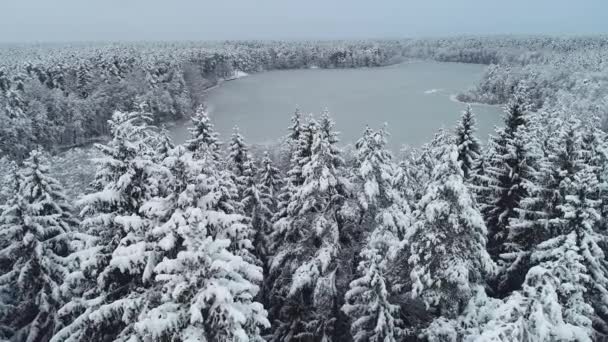 Snowy Forest Lake Top Drone Footage Frosty Winter Lithuania — Vídeos de Stock