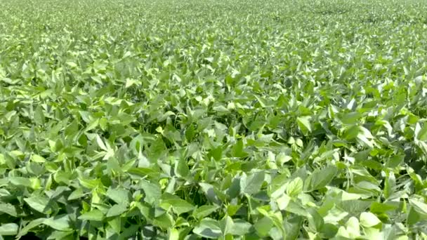 Fly Crops Soy Bean Plants Agriculture Field Brazil — ストック動画