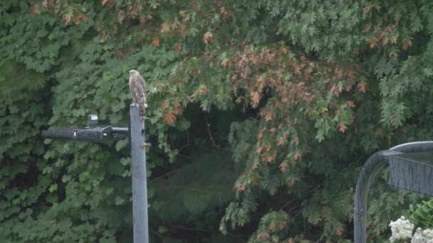 Hawk Perched Lamp Post Rain Hunting — Vídeo de Stock