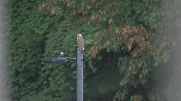 Red Tail Hawk Light Pole Rain — 图库视频影像