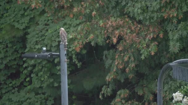 Hawk Light Pole Rain Look Camera — Stockvideo