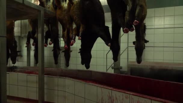 Hanging Dead Horses Bleeding Cutting Chain — стоковое видео