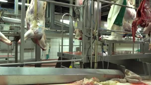 Meat Industry Slaughterhouse Horses Casings Conveyor Belt — Stockvideo