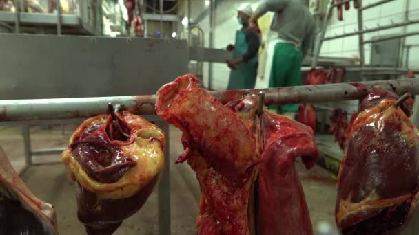 Horse Organs Hanging Butchers Background Slaughterhouse — Vídeos de Stock