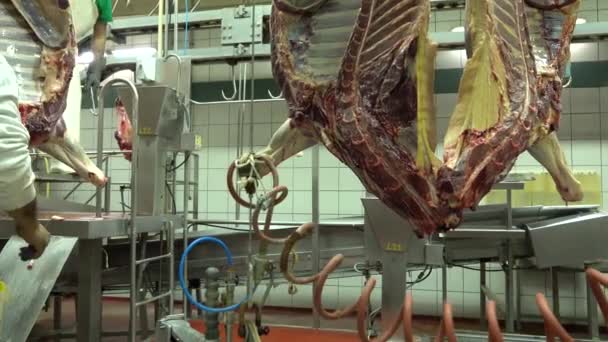 Employees Working Slaughterhouse Horse Meat Hanging Next Them — Stockvideo