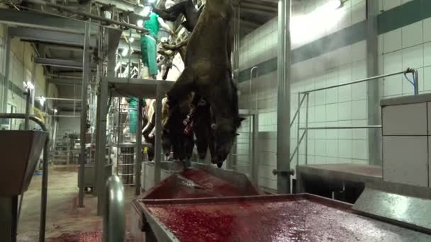 Meat Industry Process Cutting Horses Long Row Slaughterhouse — стоковое видео