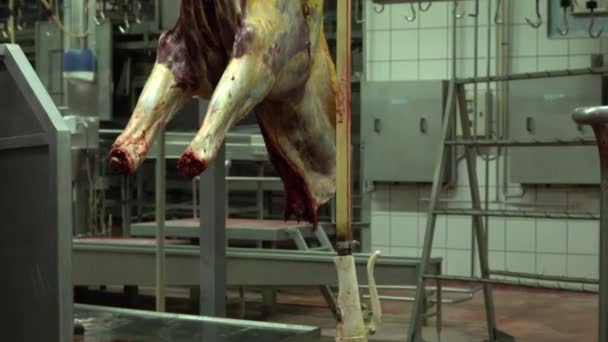 Horse Meat Hanging Hose Circling Movies — Stock videók