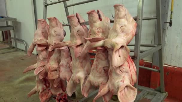Meat Industry Pig Heads Hanging Slaughterhouse — Stockvideo