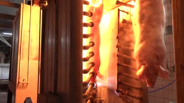 Pig Cleaning Remove Hair Flamethrower Fire — ストック動画