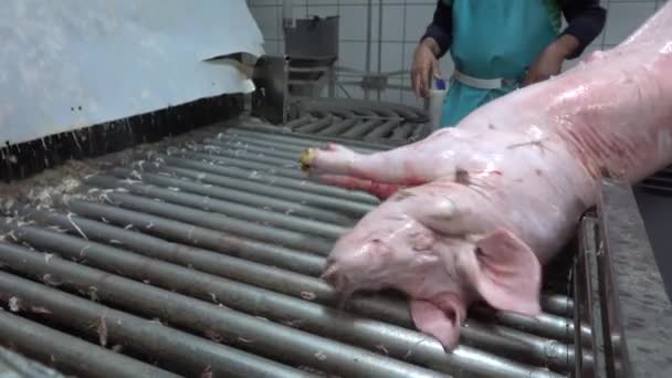 Pigs Coming Out Hair Clipper Slaughterhouse Butcher — 图库视频影像