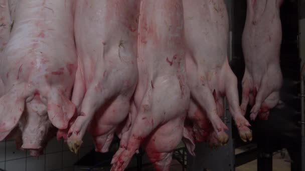 Pigs Hanging Process Cleaning Slaughterhouse — 图库视频影像