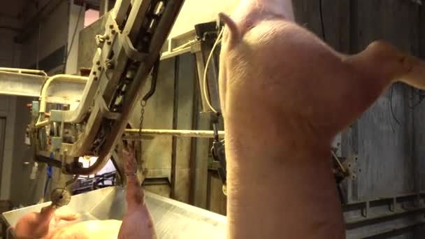 Pigs Hung Slaughterhouse Begins Cutting Process — Videoclip de stoc