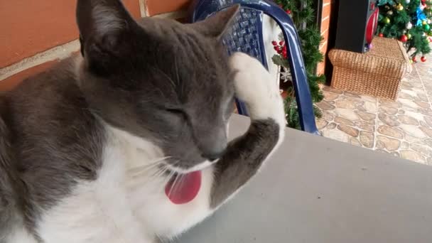 Cat Licking Its Fur Cleaning Yawning Slow Motion Close Shot — Vídeos de Stock