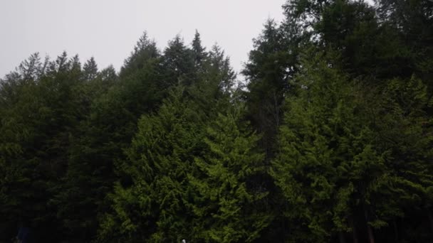 Pacific Northwest Vancouver British Columbia Forest Trees Nature Plants Leafs — Vídeo de Stock