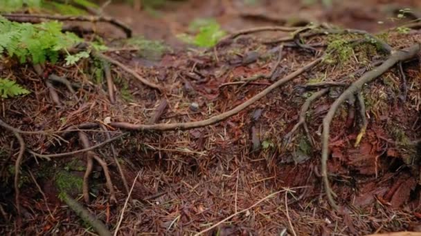 Pacific Northwest Vancouver British Columbia Forest Trees Nature Plants Leafs — Αρχείο Βίντεο