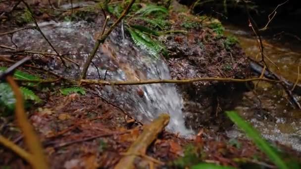 Pacific Northwest Vancouver British Columbia Forest Trees Nature Plants Leafs — Vídeos de Stock