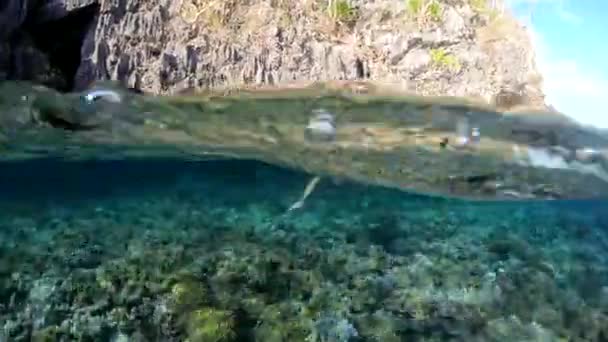 Woman Does Snorkelling Underwater Colorful Tropical Scenario — Video