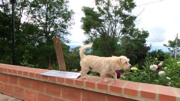 Cute Light Brown Dog Run Top Parapet Wall Wagging His — стоковое видео