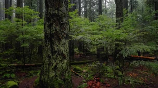 Pacific Northwest Vancouver British Columbia Forest Trees Nature Plants Leafs — Wideo stockowe