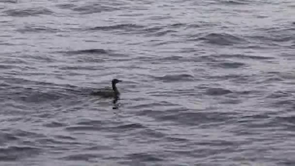 Cormorant Swimming Waters Golden Horn Istanbul Turkey Wide Shot — Αρχείο Βίντεο