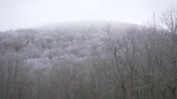 Snow Covered Trees Mountain Top Fog Slow Motion Hand Held — Stockvideo