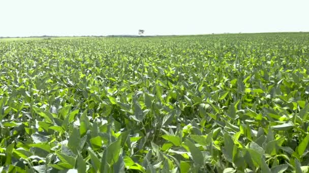 Colpo Aereo Maturazione Del Campo Soia Nella Stagione Primaverile Paesaggio — Video Stock