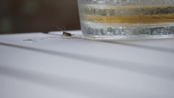 Small Bug Cricket Crawling Table Wet Drinking Glass Hand Held — стоковое видео