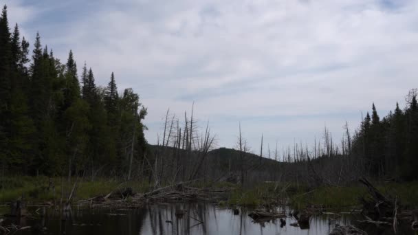 Quiet Lake Dead Trees Lot Vegetation Both Sides Back You — Stockvideo