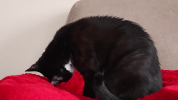 Cat Hygiene Cute Bicolor Cat Licks Its Paw Close — 图库视频影像