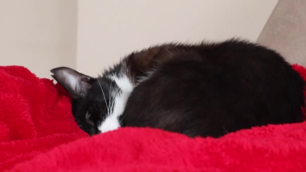 Fluffy Bicolor Cat Resting Red Blanket Indoor Close — 비디오