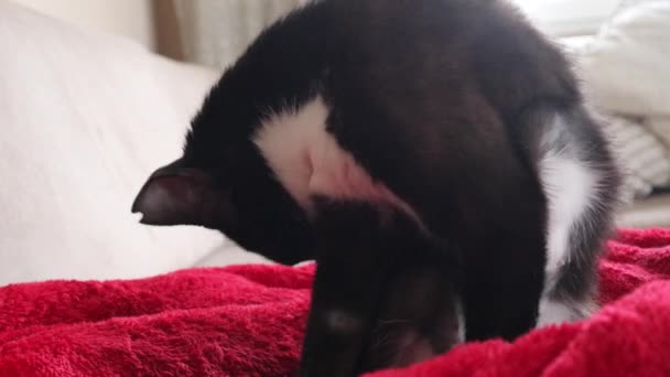 Bicolor Cat Licking Itself Cleaning Its Skin Living Room House — Stockvideo