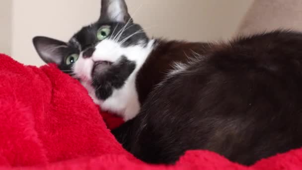 Person Teases Resting Bicolor Cat Red Blanket Close — Αρχείο Βίντεο
