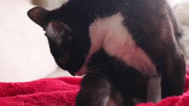 Black White Cat Red Blanket Licking Its Body Removing Dirt — Vídeo de stock