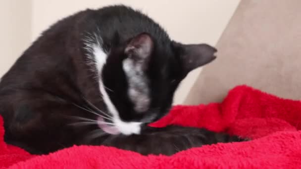 Tuxedo Cat Red Blanket Caught Camera Self Cleaning Close — Vídeo de Stock