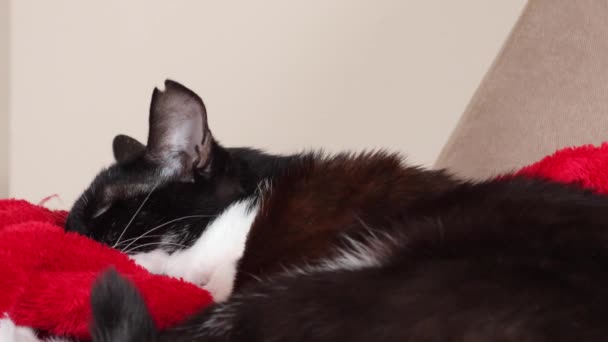 Close Bicolor Cat Sleeping Red Blanket House Close — Vídeo de stock