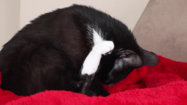 Black White Cat Cleaning Itself Its Paw Close — Video Stock