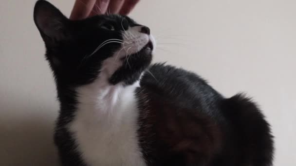 Person Hand Petting Cat Head Close — Stok Video