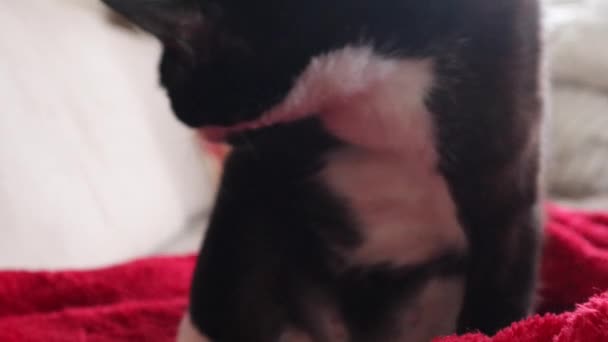 Tuxedo Cat Red Blanket Cleaning Its Body Its Tongue Close — 图库视频影像