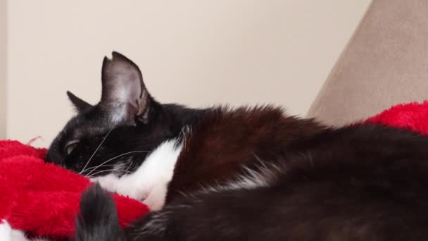 Bicolor Cat Lying Red Blanket Close — ストック動画
