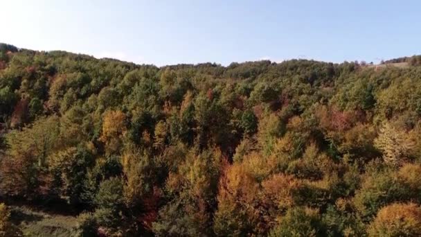 Aerial Footage Thick Forest Blue Sky Back — Vídeo de Stock