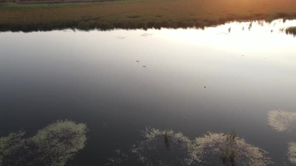 Two Swans Sailing Calm Lake Water Sunset — Stockvideo