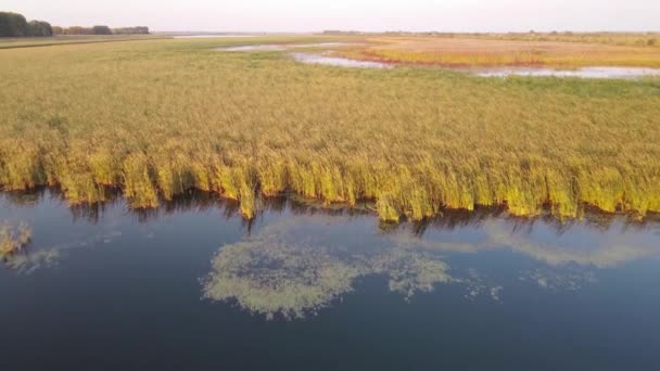 Aerial Footage Lake Reed — Stock Video