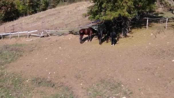 Троє Коней Їдять Траву Під Деревом — стокове відео