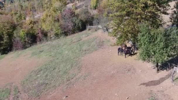 Three Horses Yard Aerial Footage — Stok video