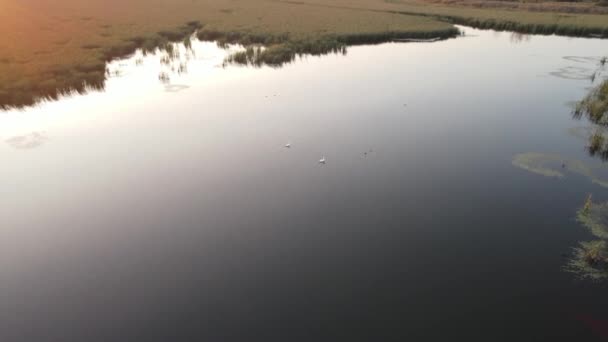 Swans Sailing Calm Lake Sunrise Background — Vídeo de Stock